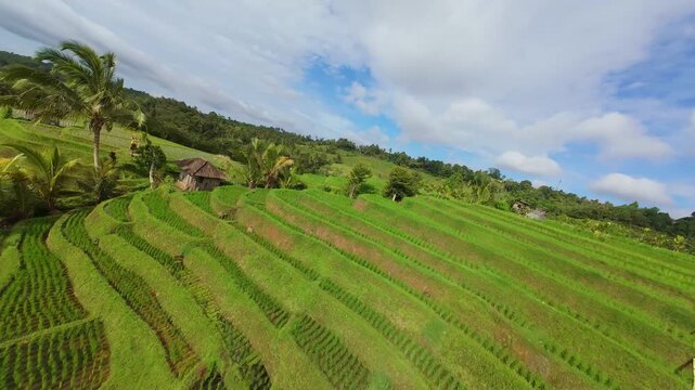 Cinematic aerial top-down of Tegalalang Rice Terraces &ndash; Iconic green agricultural patterns and tropical coconut palms in Ubud, Bali