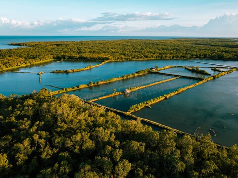 Aerial view of the tranquil fish ponds nestled amidst lush greenery, reflecting the sky's azure hues, creating a serene landscape, Barotac Nuevo, Western Visayas, Philippines.