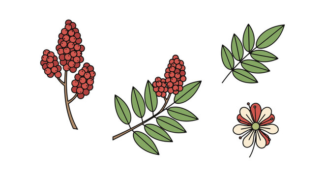 Sumac Line art vector set dynamic fluid abstract color illustration