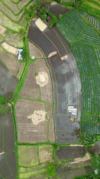 Cinematic aerial top-down of Tegalalang Rice Terraces &ndash; Iconic green agricultural patterns and tropical coconut palms in Ubud, Bali