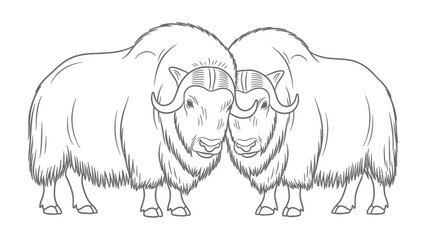 Arctic Musk Ox Duo: A majestic illustration showcasing two arctic musk oxen, their robust forms and iconic curved horns set against a minimalist backdrop. © Ajhar234