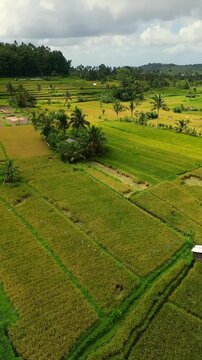 Cinematic aerial top-down of Tegalalang Rice Terraces &ndash; Iconic green agricultural patterns and tropical coconut palms in Ubud, Bali