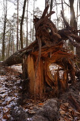 Korzeń drzewa © Przemysaw