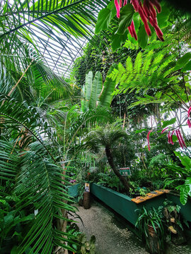 Botanical garden with growth green tropical trees and plants