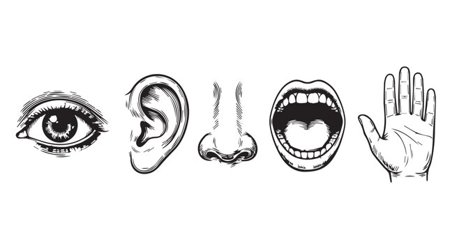 Collection of human sensory organs depicted in a vintage sketch style: eye, ear, nose, mouth, and hand