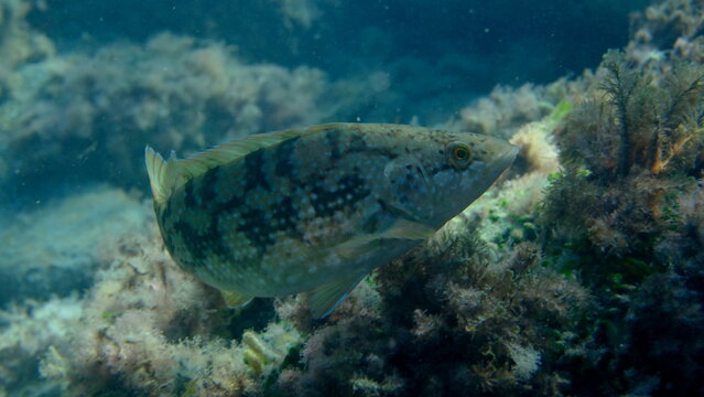 Brown wrasse (Labrus merula) undersea, Ligurian Sea, Italy, Imperia
