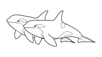 Killer Whale Couple: An elegant duo of killer whales, with their distinctive black and white markings, glide gracefully through the ocean. a symbol of marine majesty © AJM