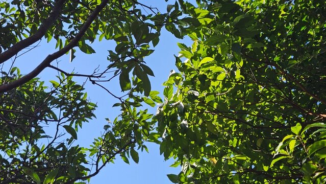Looking up at spring and summer treetops, green leaves swaying gently in the breeze under blue skies and soft white clouds, a peaceful forest moment filled with fresh phytoncide and natural tranquilit