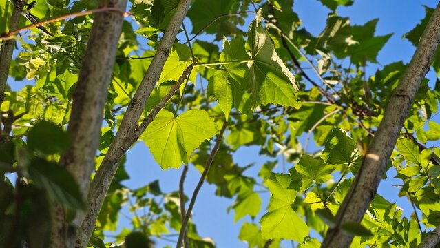 Looking up at spring and summer treetops, green leaves swaying gently in the breeze under blue skies and soft white clouds, a peaceful forest moment filled with fresh phytoncide and natural tranquilit