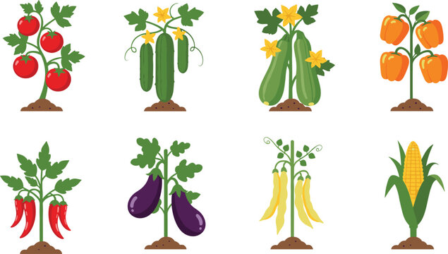 Flat vector illustration set of garden vegetable plants including tomato cucumber zucchini bell pepper chili eggplant yellow bean and corn growing in soil