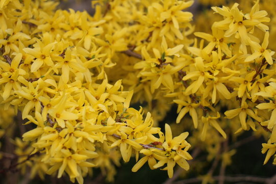 yellow flowers background, Forsythia flowers in front of with green grass and dark green bushes. Golden Bell, Border Forsythia (Forsythia x intermedia, europaea) blooming in spring garden bush