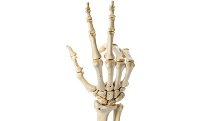 Human skeleton hand bones isolated on white background cut out on PNG. AI GENERATED. 
