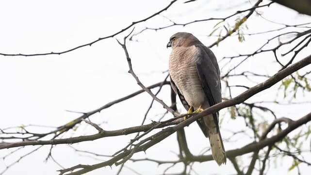 Shikra perched in forest launches suddenly showing powerful wings alert posture balance sharp talons and focused predatory instinct