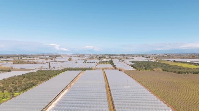 Wide aerial view of expansive sunny strawberry fields in rural landscape