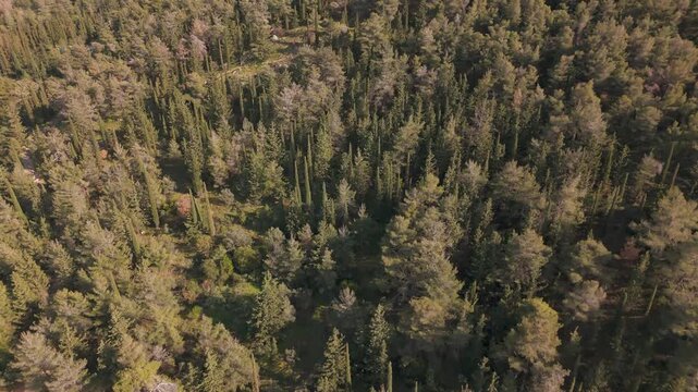 Tranquil forest on Ymittos mountain in Greece viewed from above