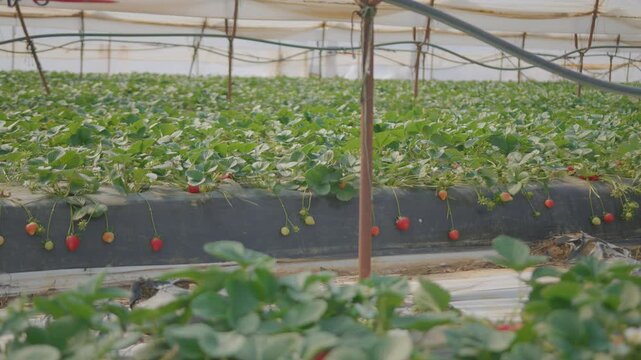 Lush strawberry fields under a greenhouse. Fresh produce and farming concept