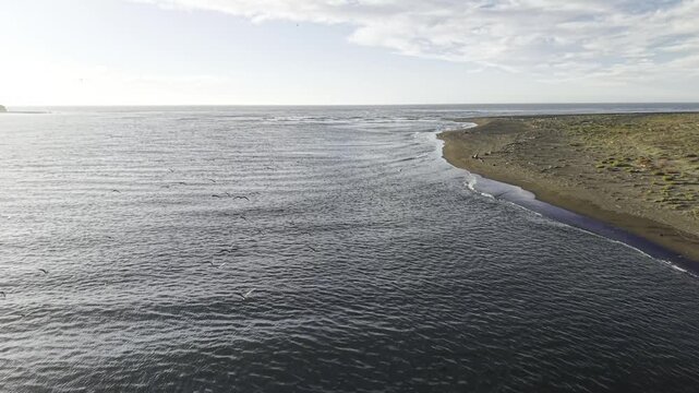 Gliding forward following seabirds as they skim above the surf along a curved dark sand shoreline near Constituci&oacute;n, Maule Chile, 4K