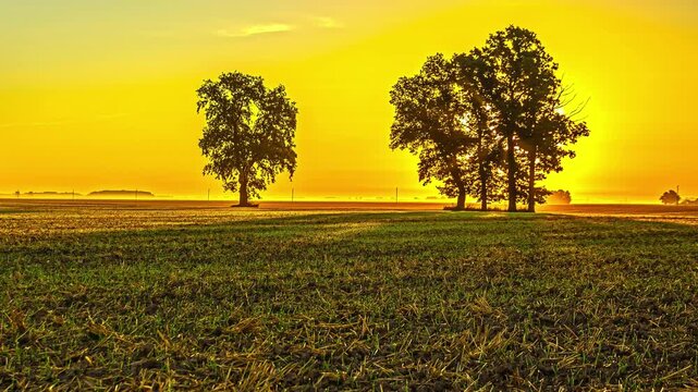 Time lapse of a sunrise over a flat green field, with tree silhouettes backlit by a vivid golden sun. Warm rays and lens flare fill the frame as the sky shifts from orange to amber.