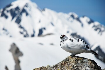 立山縦走路から望むライチョウ（Rock ptarmigan）