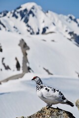 Obraz premium 立山縦走路から望むライチョウ（Rock ptarmigan）