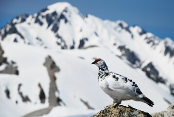 立山縦走路から望むライチョウ（Rock ptarmigan）