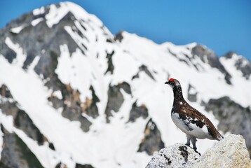 立山縦走路から望むライチョウ（Rock ptarmigan）