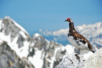 立山縦走路から望むライチョウ（Rock ptarmigan）