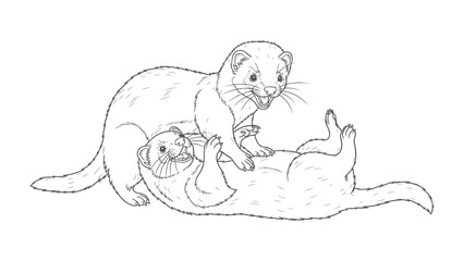 Obraz premium Playful Polecats in Ink: A dynamic sketch showcases two lively polecats in a moment of playful interaction, capturing the energy and joy of their spirited game. 