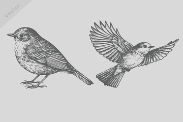 Vintage engraving isolated robin bird illustration. Retro flying robin bird vector. © SAGOR
