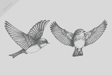 Realistic hand-drawn robin bird illustration. Robin in engraved style. Vintage black sketch robin birds set.  © SAGOR