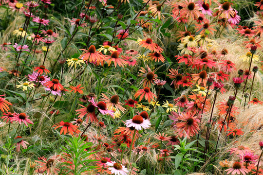 Sonnenh&uuml;te (Echinacea) mit bunten Bl&uuml;ten und Gr&auml;sern 