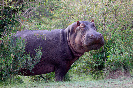 Flusspferd (Hippopotamus amphibius) kommt aus Dickicht, Afrika 