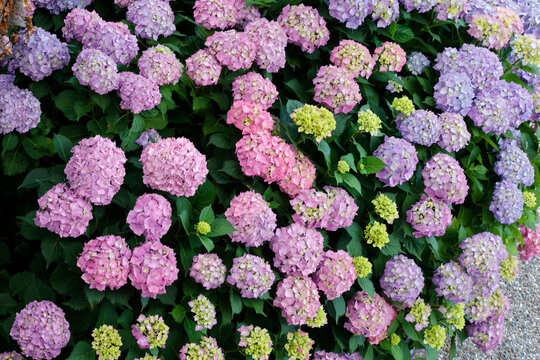 Hortensien (Hydrangea) mit vielen lila und rosa Bl&uuml;ten 