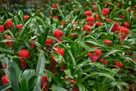 Dense carpet of flowering bromeliads