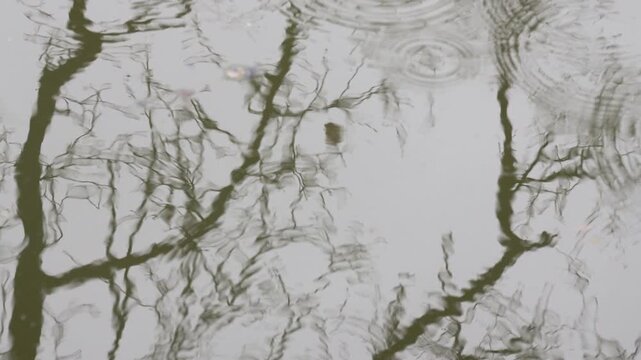 Rapidly squiggling tree reflections on rippled lake surface in slow motion