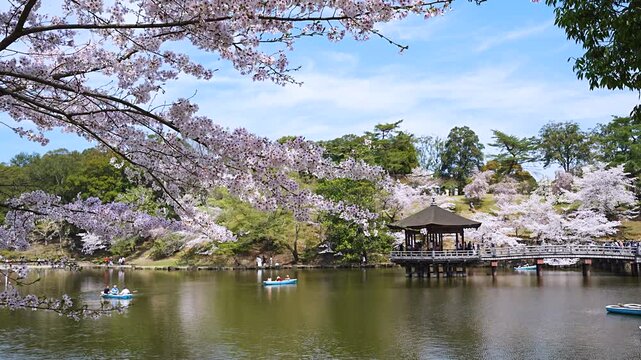 Cherry blossom petals falling at Ukimido Gazebo and Sagi-ike pond, Nara Park