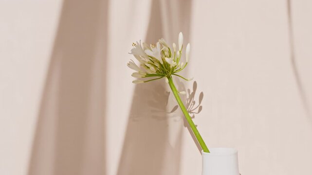 Fower stand in a vase by the window. Wind blows through the open window in the room. Waving white tulle near the window. Product presentation, mockup for advertising. High quality 4k footage