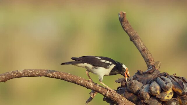 Siamese Pied Myna Pied Mynas or Asian Pied Starlings Sturnus contra eating a ripe banana.
