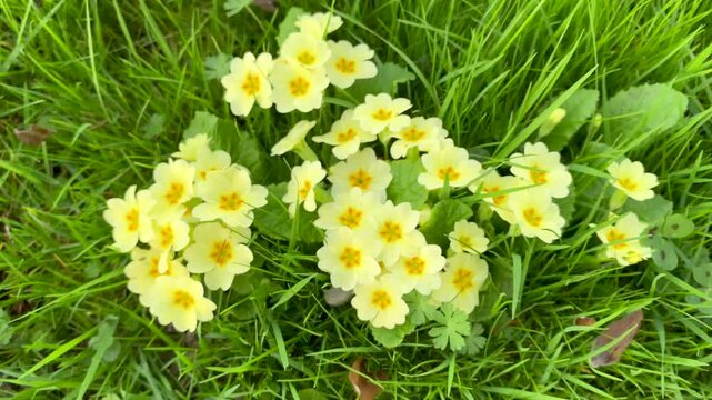 Colorful Common primrose flowers blossoming in winter in a garden. Primula acaulis, Lanc&eacute;, Loir-et-Cher 41, r&eacute;gion Centre-Val de Loire, France, European Union, Europe