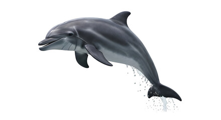 Obraz premium Dolphin leaps from the water with droplets.