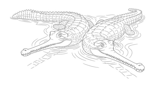 Gharial Illustration: Two gharials glide through tranquil waters. Their elongated snouts and unique appearance showcase the intricacies of these fascinating creatures.