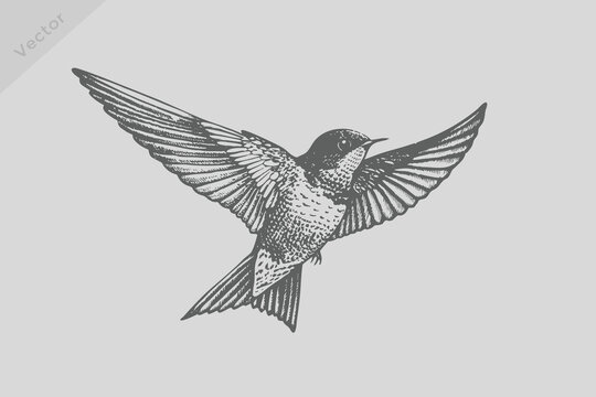Realistic Vintage engraving isolated starling bird illustration. Retro flying starling bird vector.