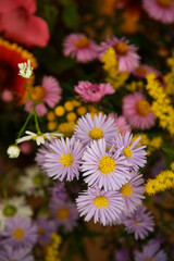 Michaelmas daisy in a bouquet