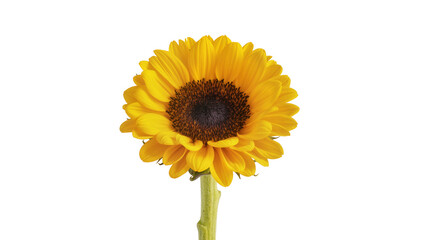 Fototapeta premium Isolated sunflower bloom on the stalk, a natural beauty with golden petals and a dark center