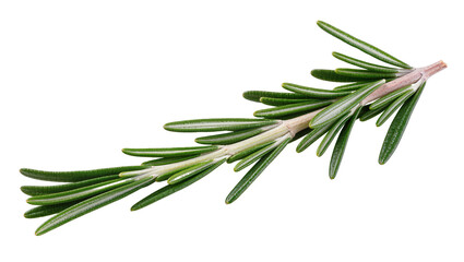Isolated sprig of fresh rosemary with vivid green leaves, culinary herb aroma, simple food