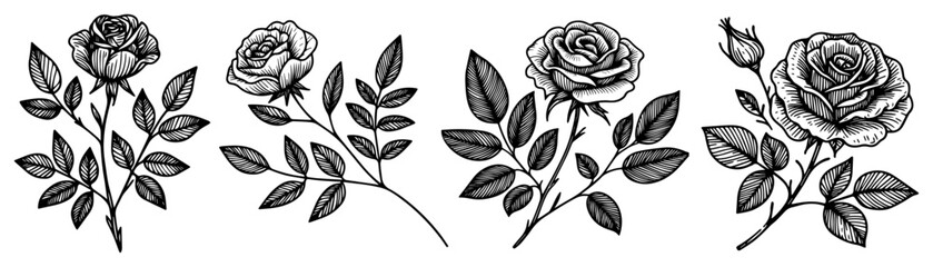 Vintage Rose Flower Collection Line Art Vector Sketches for Botanical Decoration and Floral Border Design