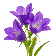 Naklejka premium Vibrant purple flowers with green stem