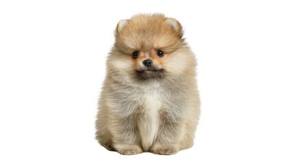 Obraz premium Isolated Pomeranian puppy, sitting and facing forward, looking directly at the camera in studio shot