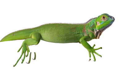 Fototapeta premium Isolated Green Iguana lizard facing right, tropical reptile in studio shot, calm disposition
