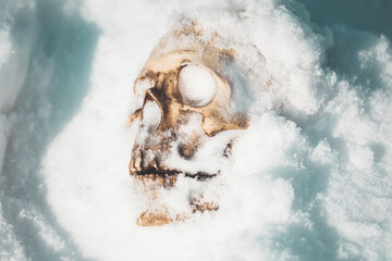 A human skull under snow. An eerie concept, buried in cold snow. Archaeological excavations, human...